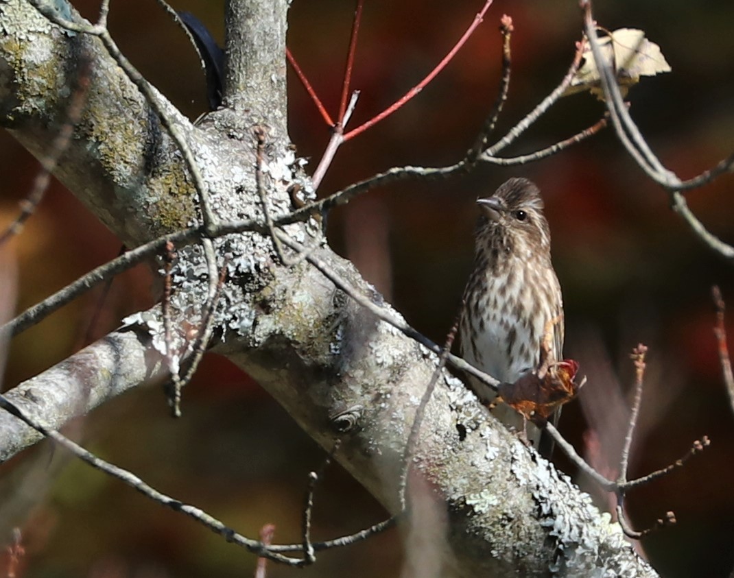 Purple Finch - ML492071671