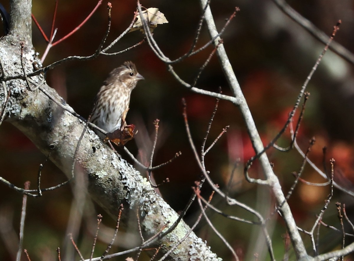 Purple Finch - ML492071681