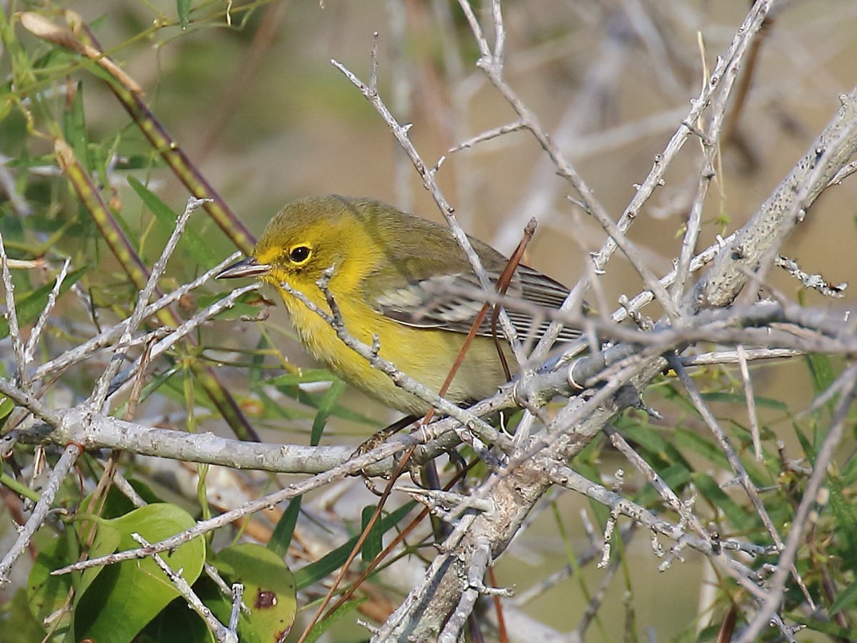 Pine Warbler - ML492072441