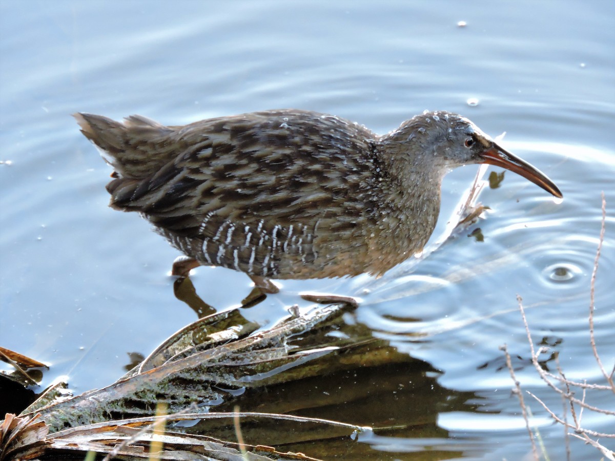 Clapper Rail - ML49207301