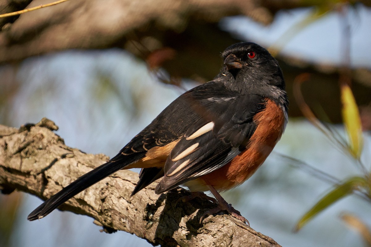 Eastern Towhee - ML492073281