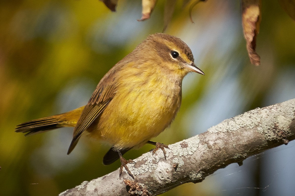Palm Warbler - ML492073541