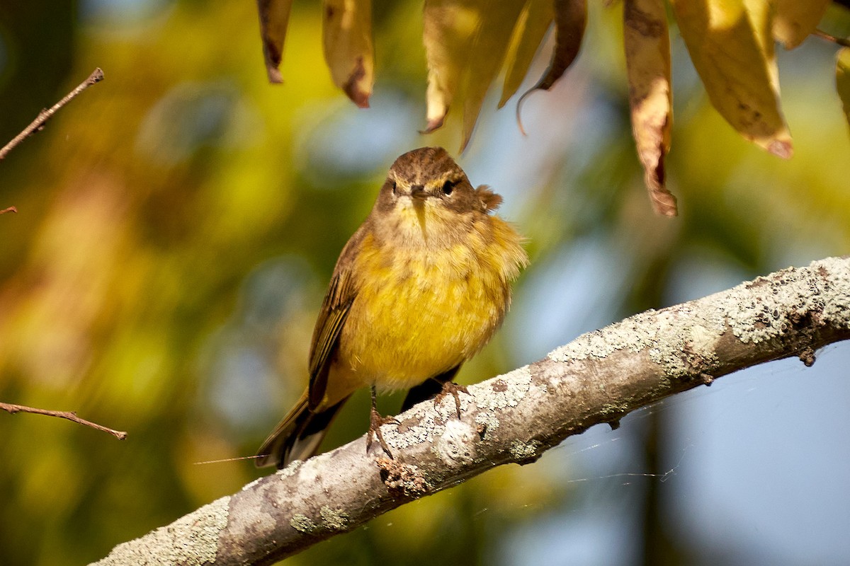 Palm Warbler - ML492073551