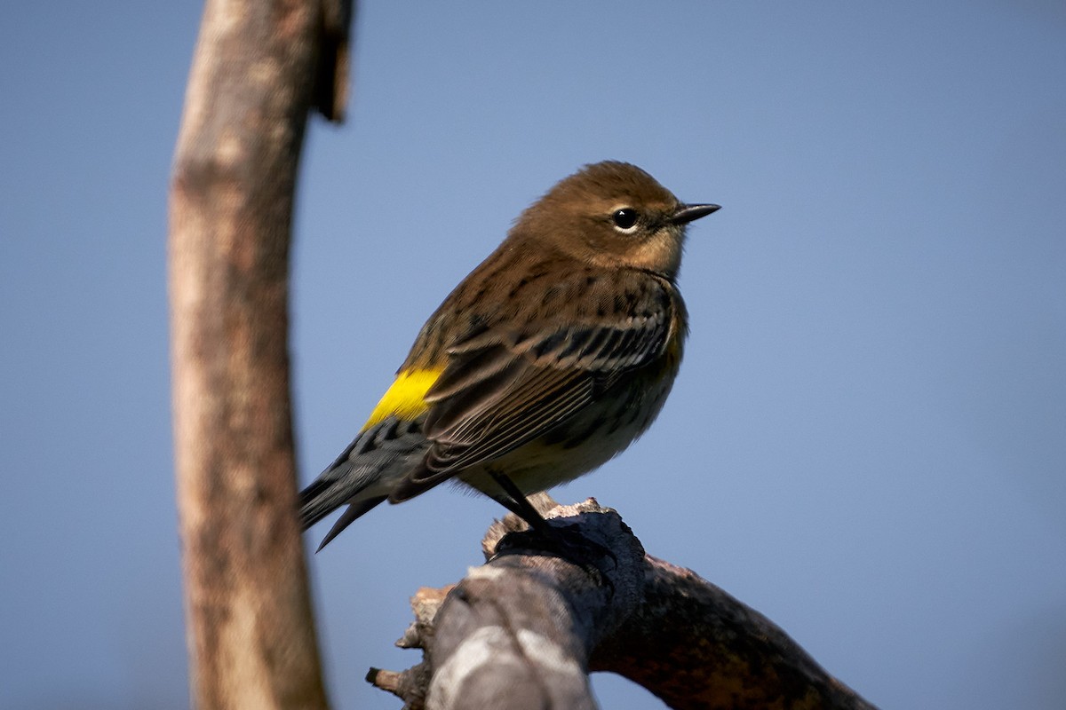 Yellow-rumped Warbler - ML492073671