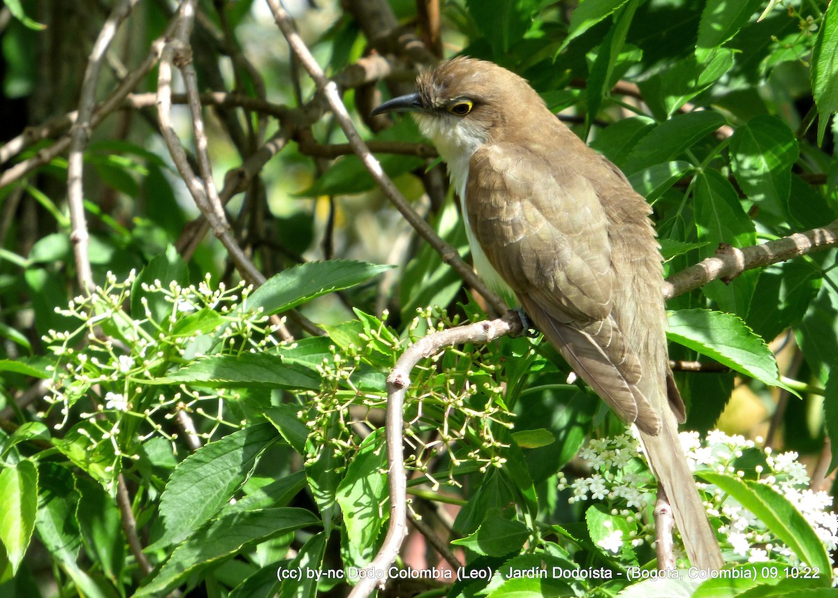 Black-billed Cuckoo - Leonardo Ortega (Dodo Colombia)