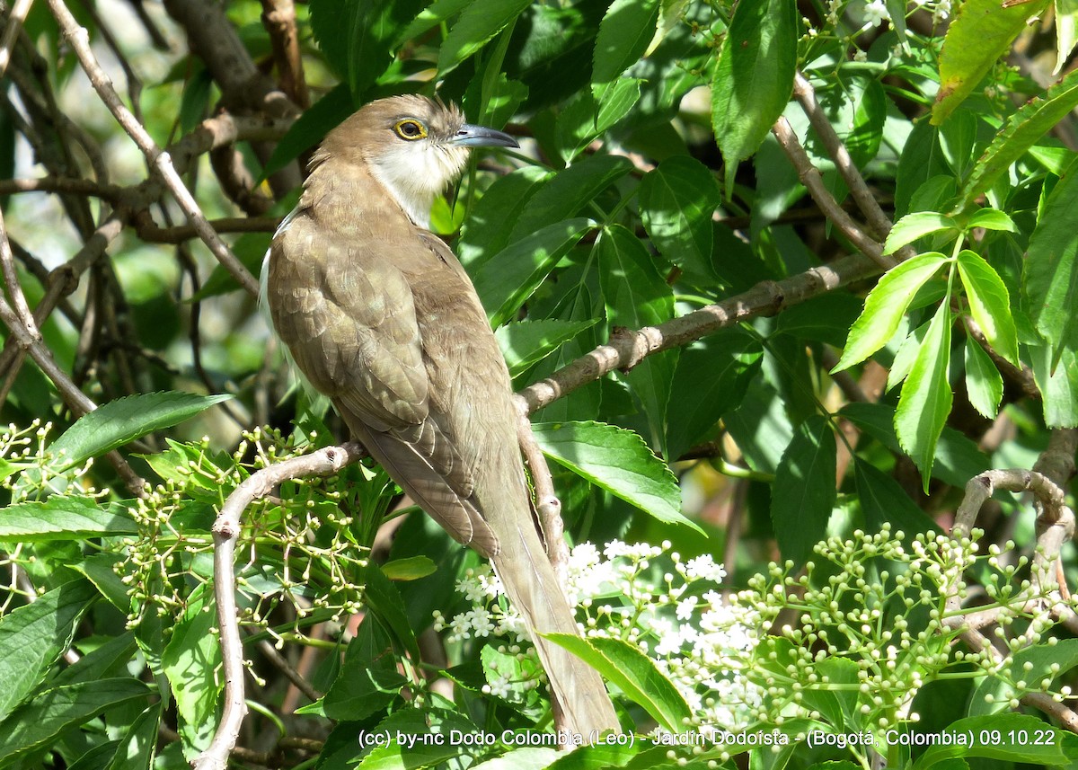 Black-billed Cuckoo - Leonardo Ortega (Dodo Colombia)