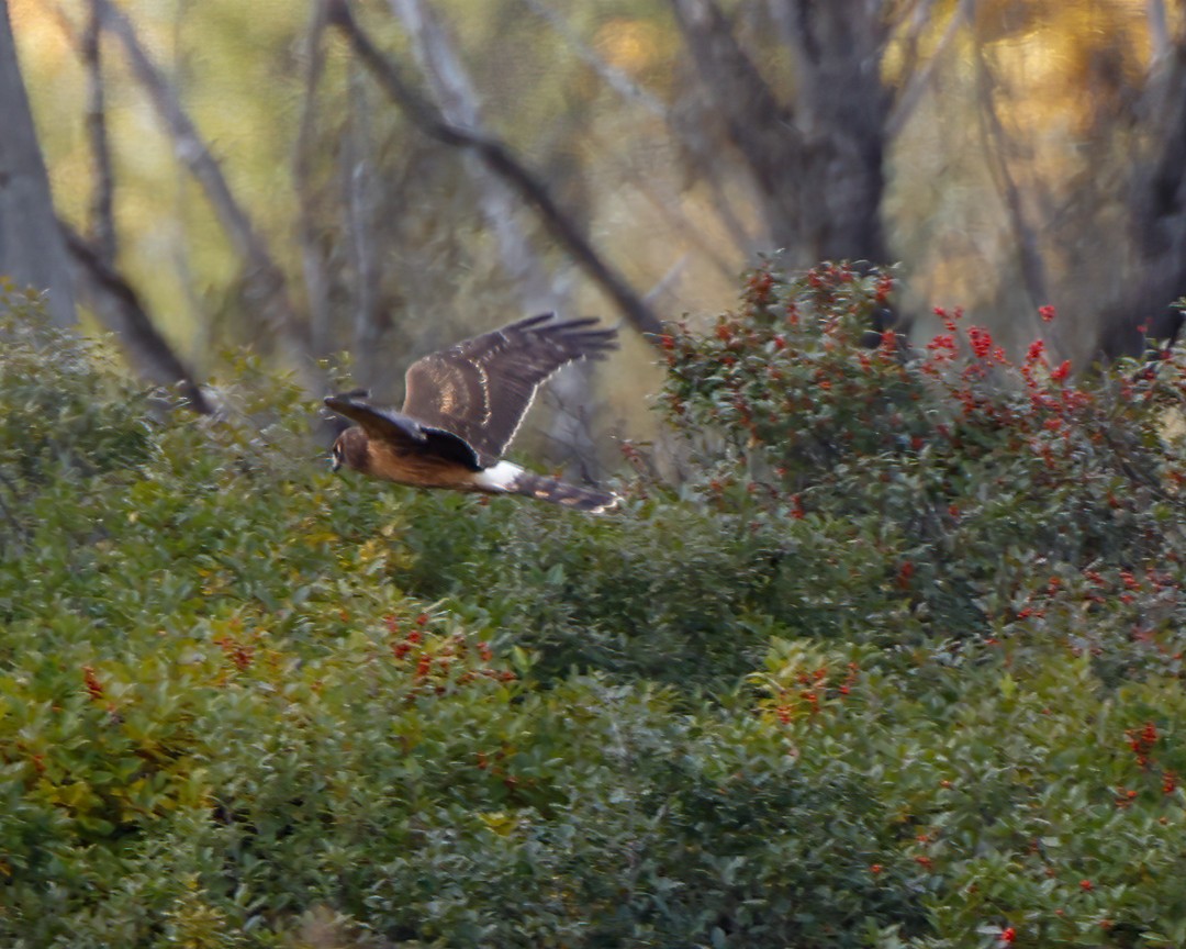 Northern Harrier - ML492074391