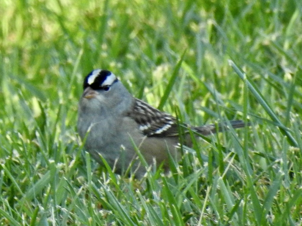 White-crowned Sparrow - ML492074411