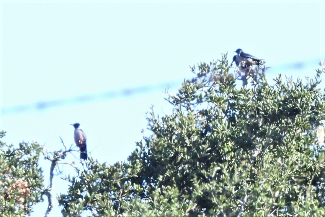 Lewis's Woodpecker - ML492074521