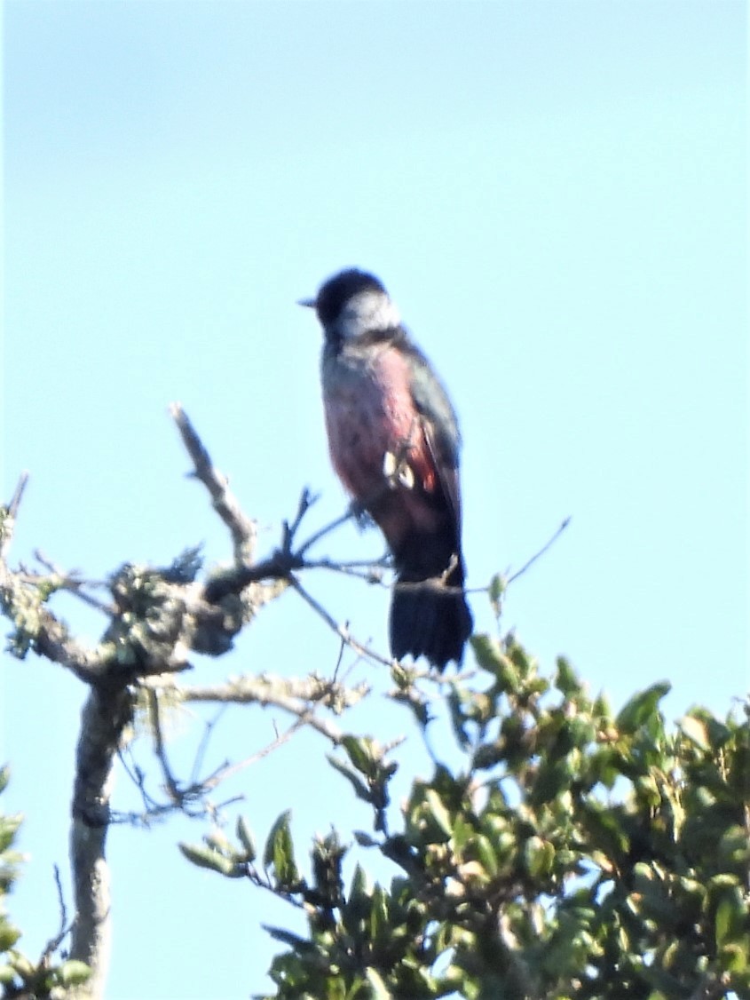 Lewis's Woodpecker - ML492074531
