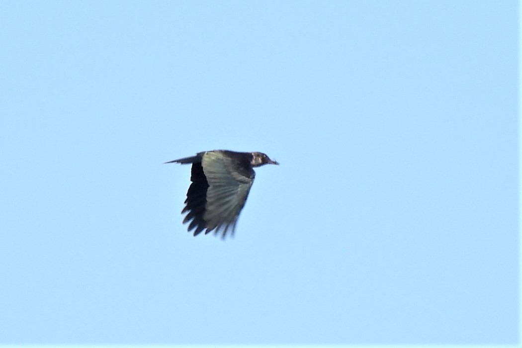Lewis's Woodpecker - ML492074541
