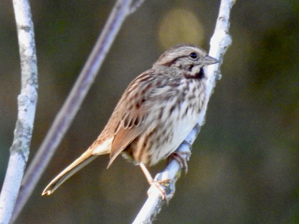 Song Sparrow - ML492074561