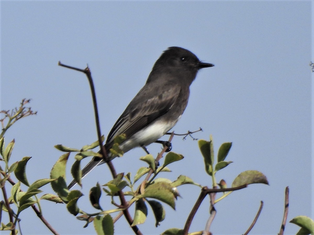Black Phoebe - ML492074711