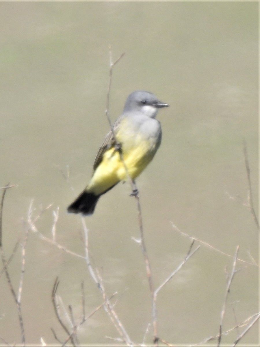 Cassin's Kingbird - ML492074821