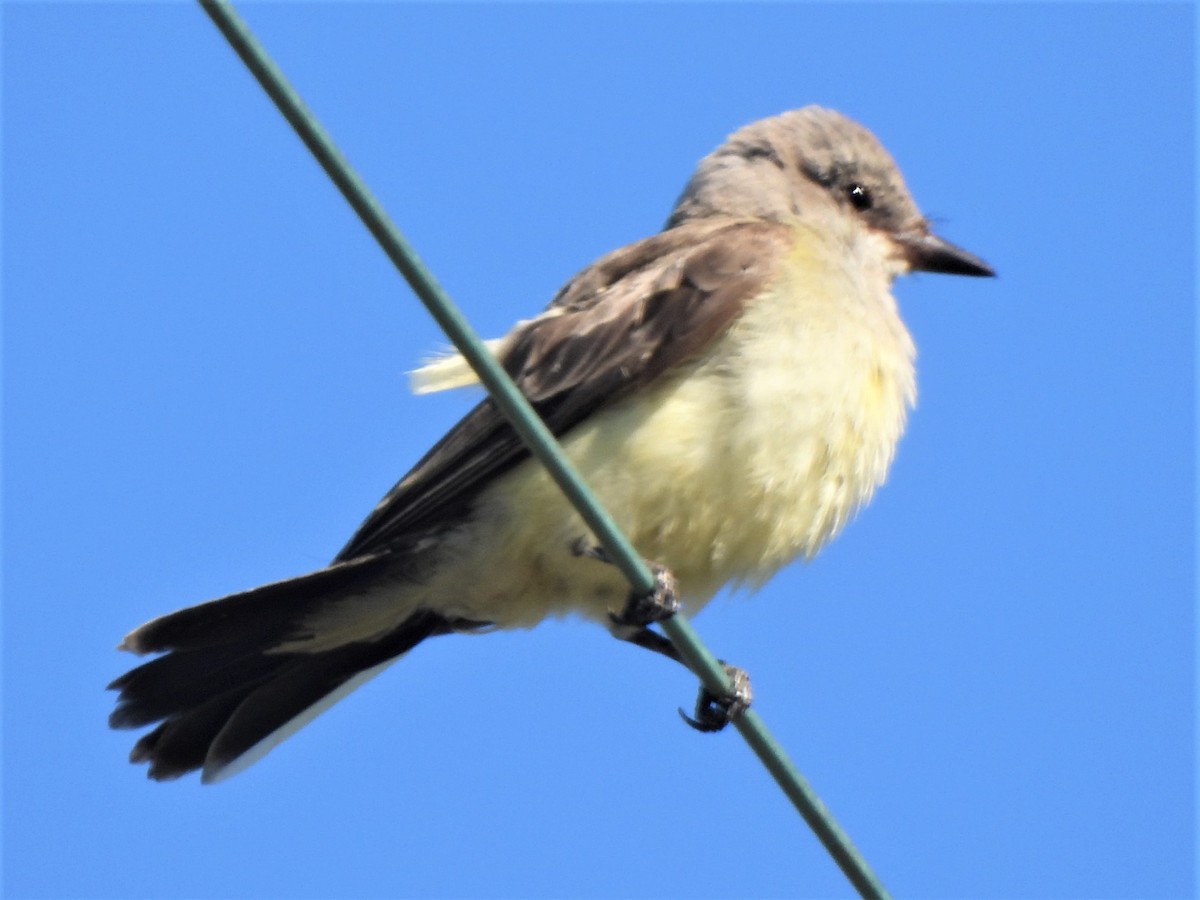 Western Kingbird - ML492075051