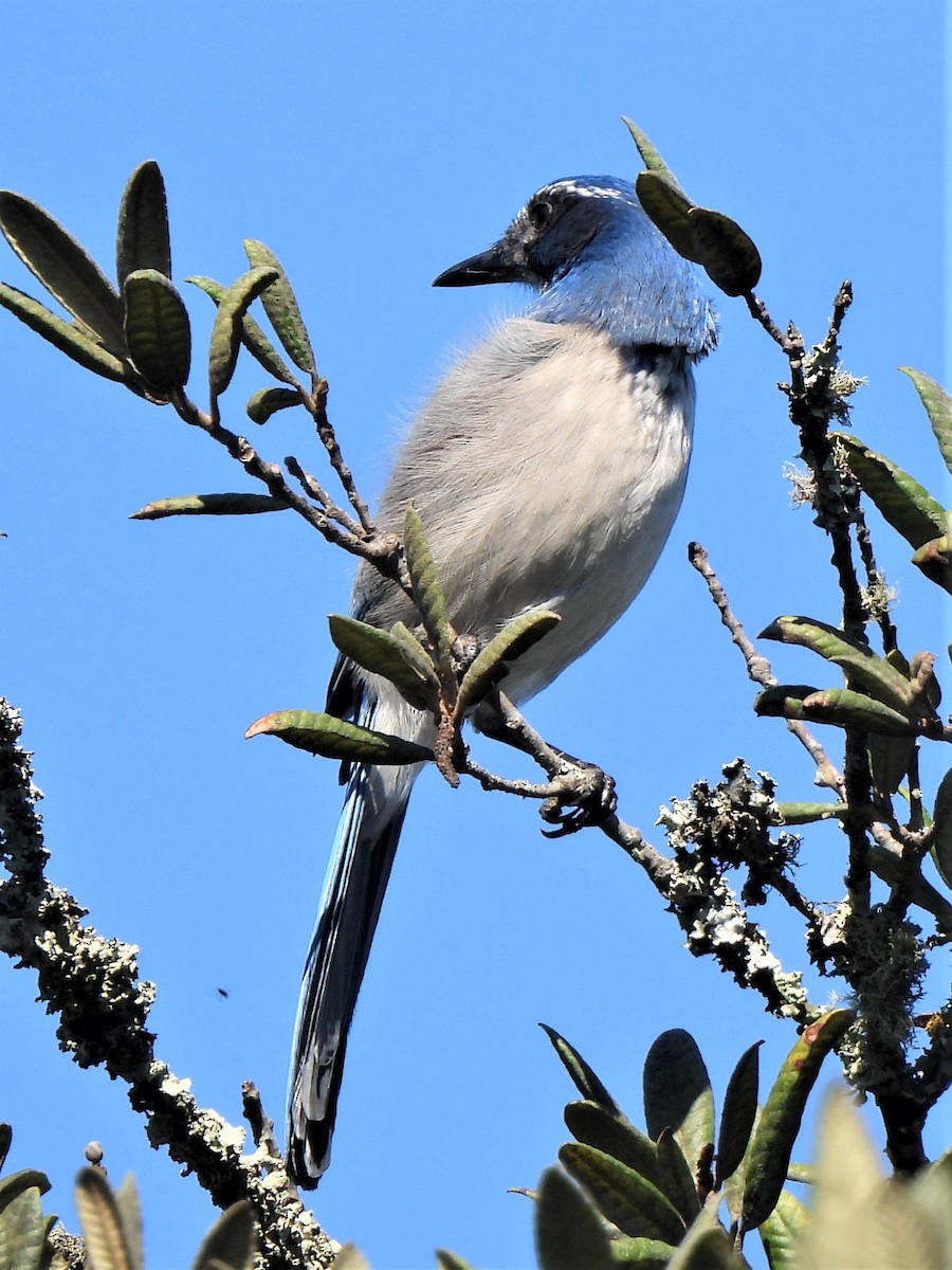 California Scrub-Jay - ML492075251