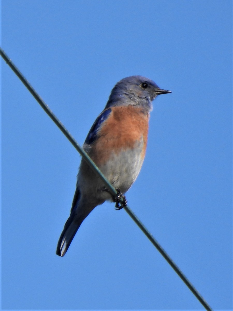Western Bluebird - ML492075371
