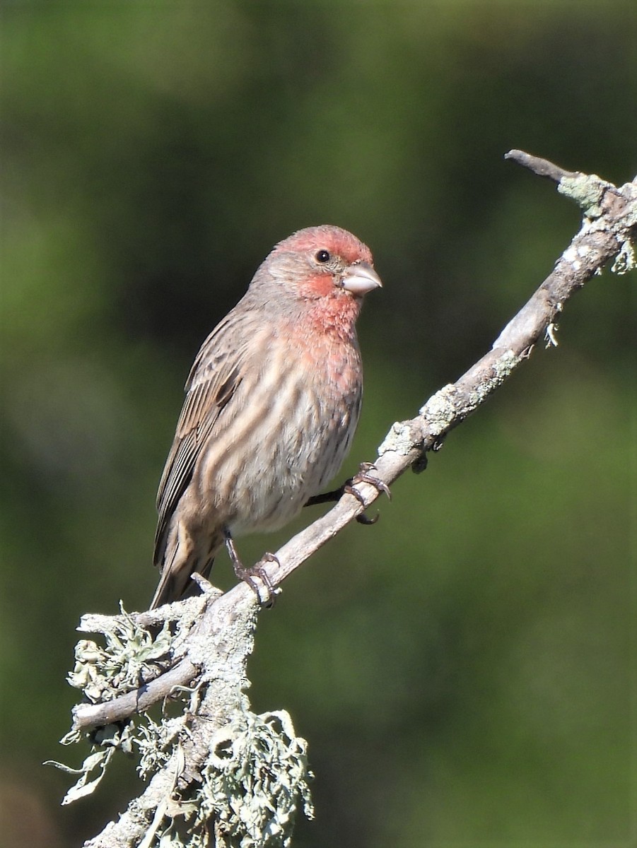 House Finch - ML492075491