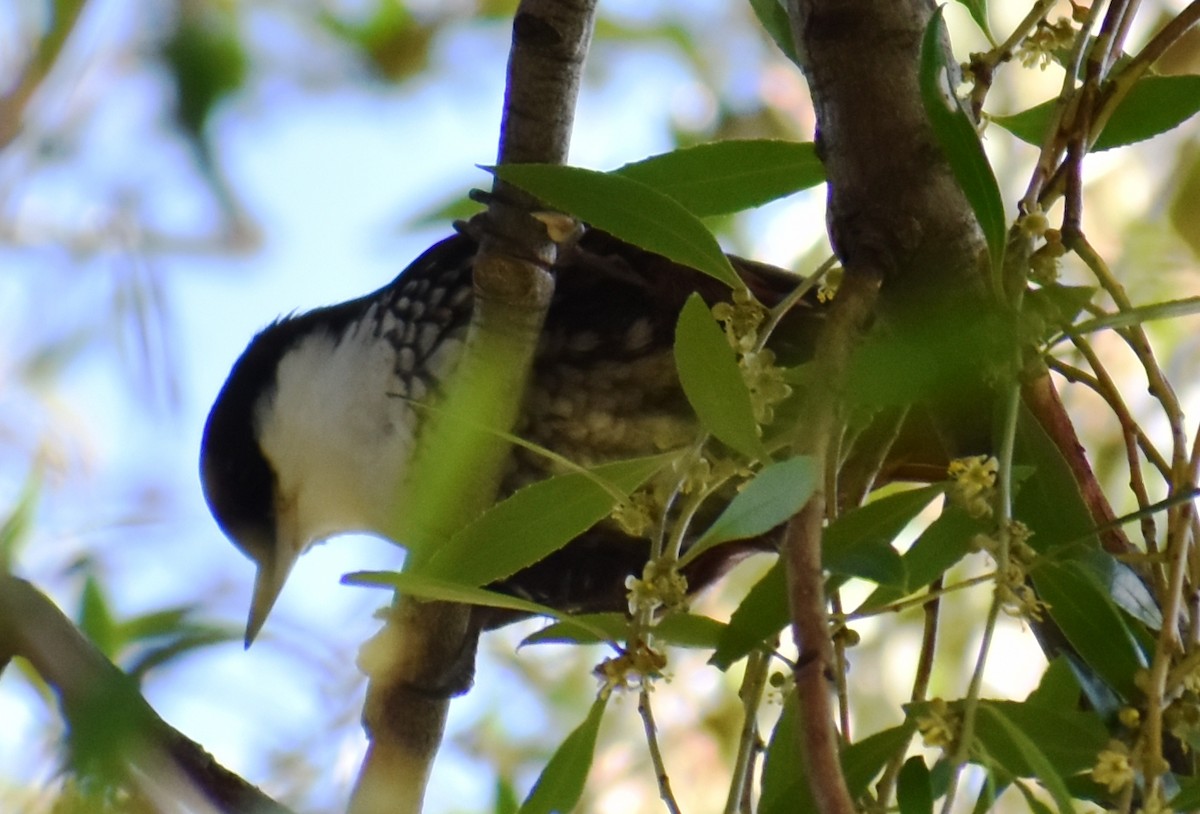 White-throated Treerunner - ML492075551