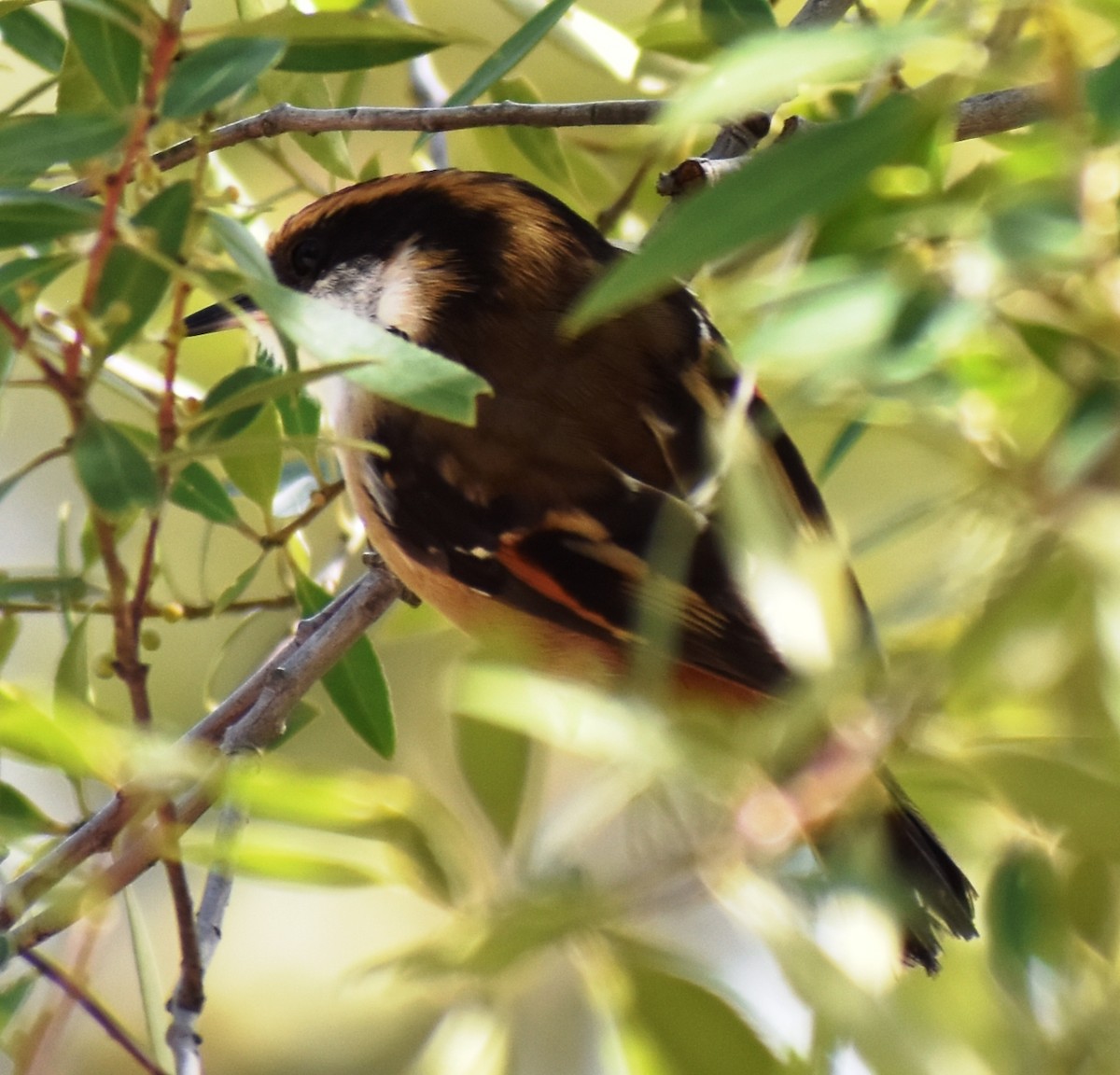 White-throated Treerunner - ML492075841