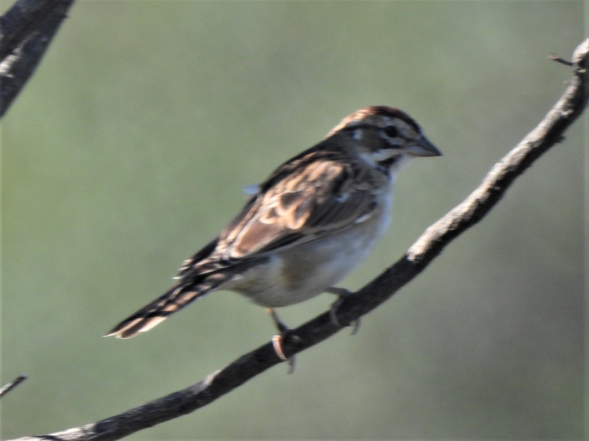 Lark Sparrow - ML492075881