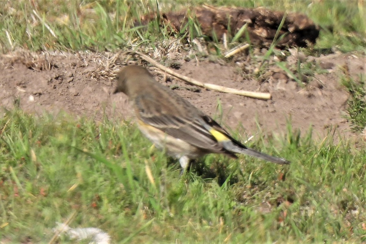 Yellow-rumped Warbler - ML492076001