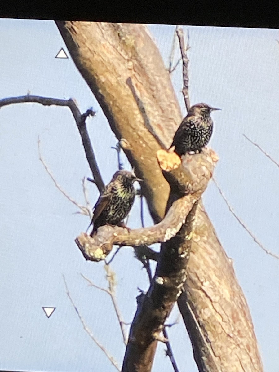 European Starling - Perry Larimer