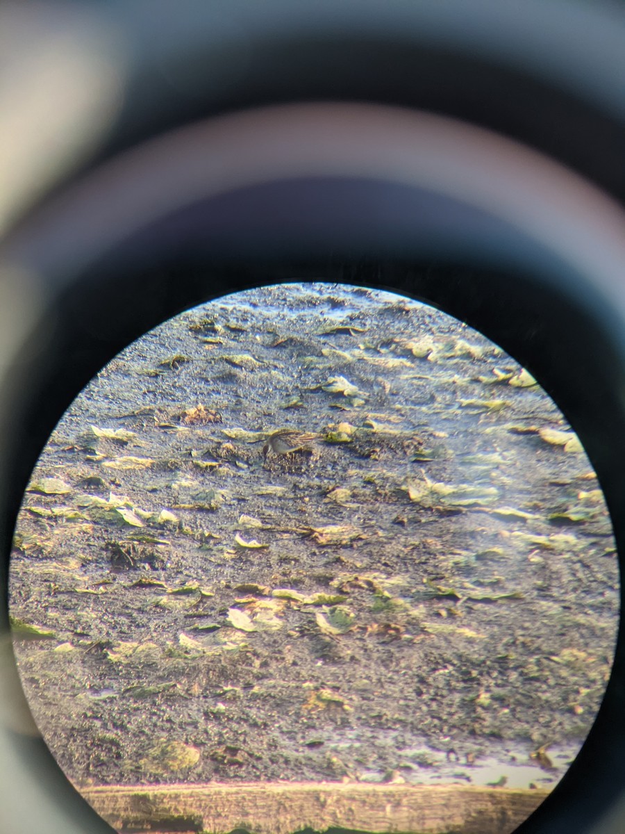 Sharp-tailed Sandpiper - ML492076101