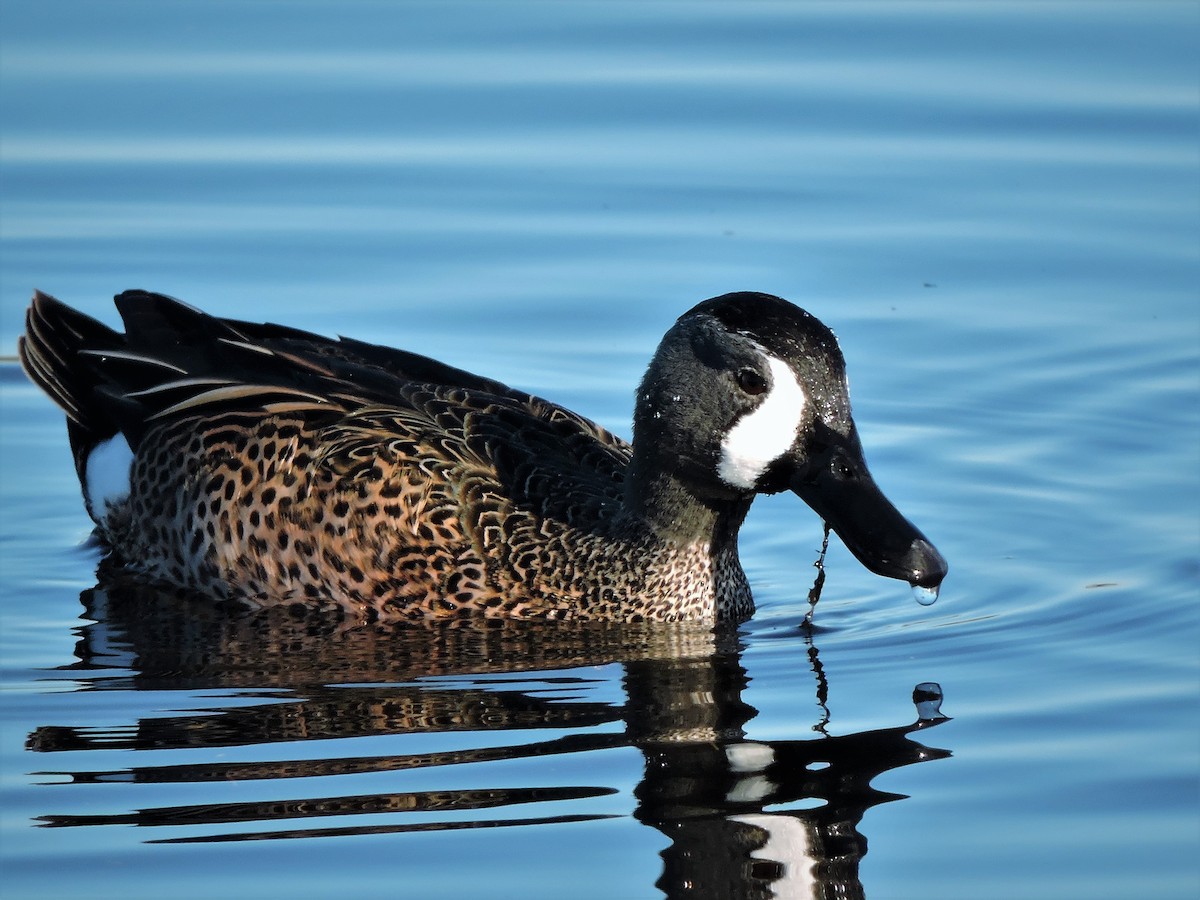 Blue-winged Teal - ML49207651