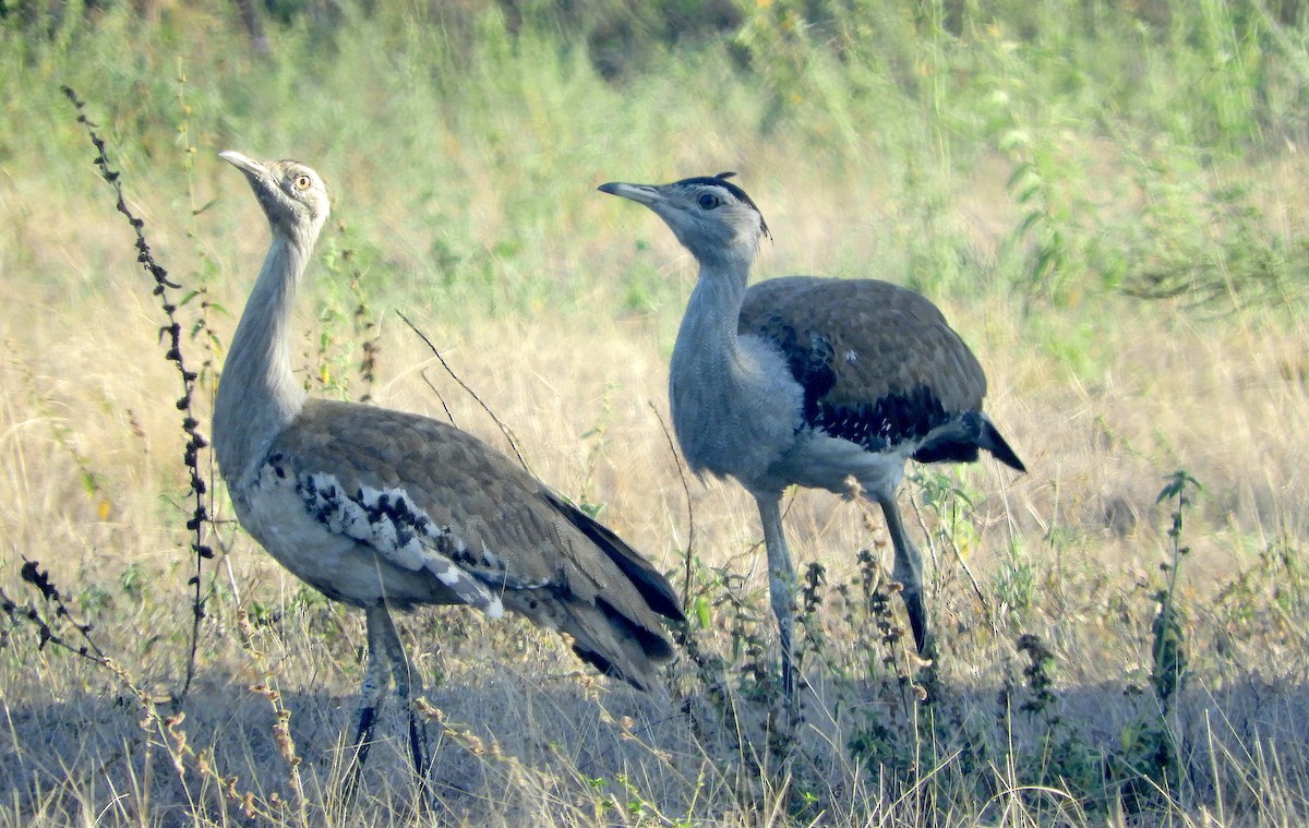 Australian Bustard - ML492076871