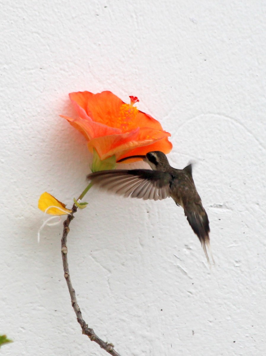 kolibřík světlebřichý - ML492077891