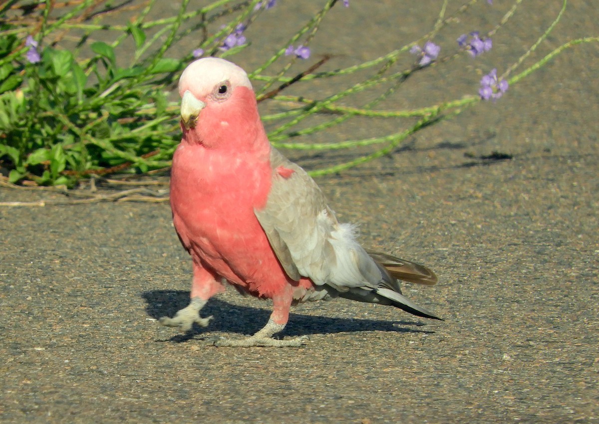 Galah - Ivor Preston