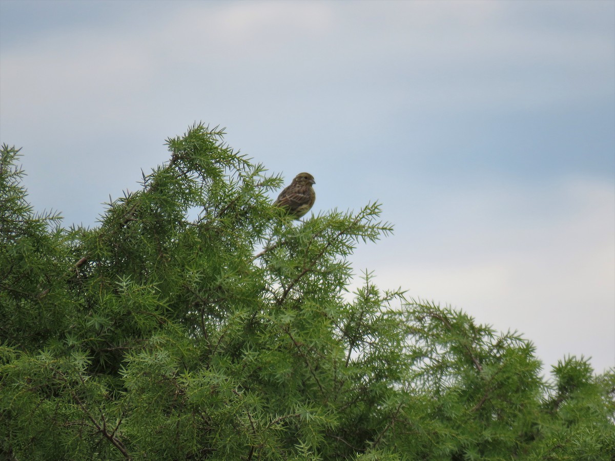 Cirl Bunting - Michel Turcot