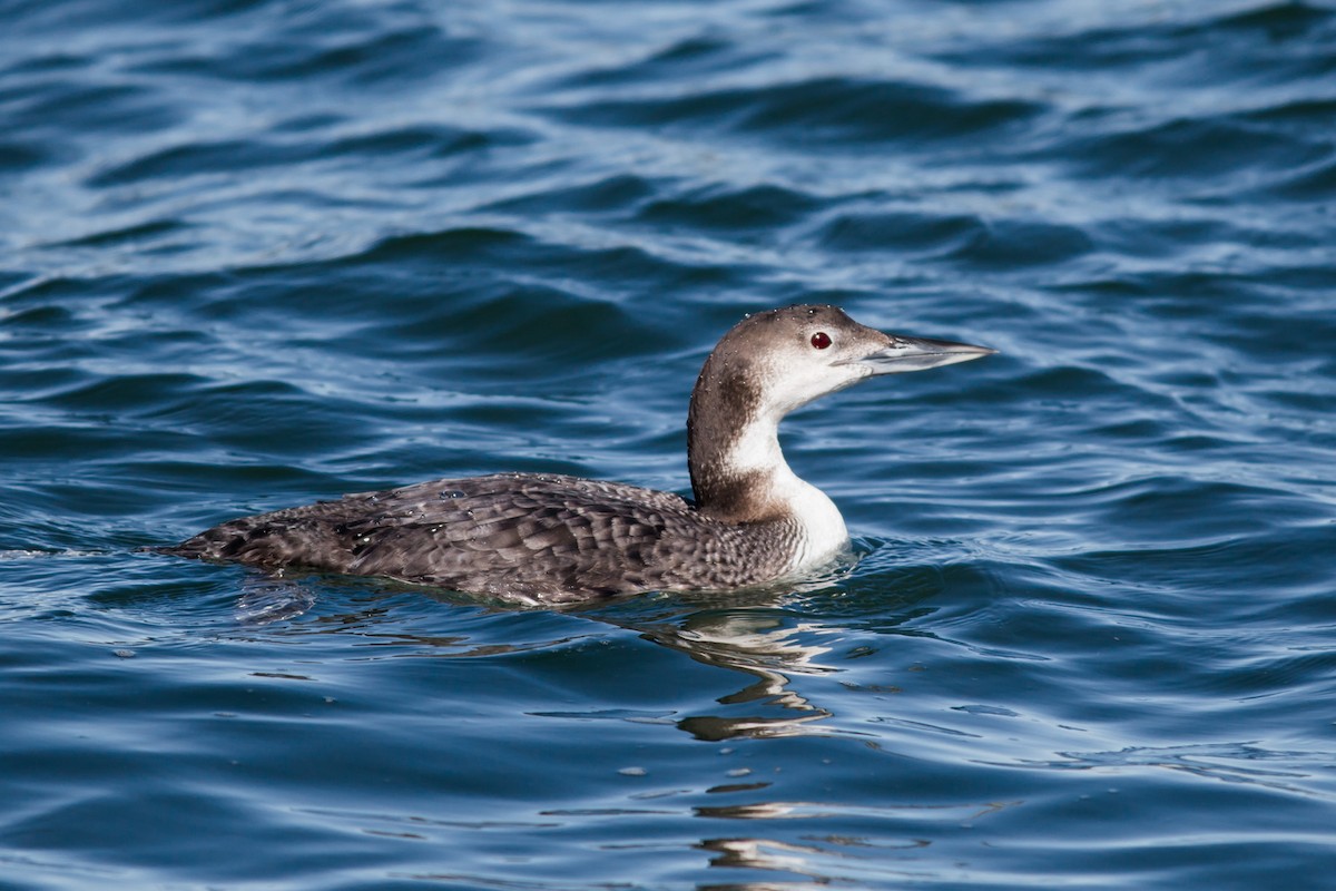 Common Loon - William Keim