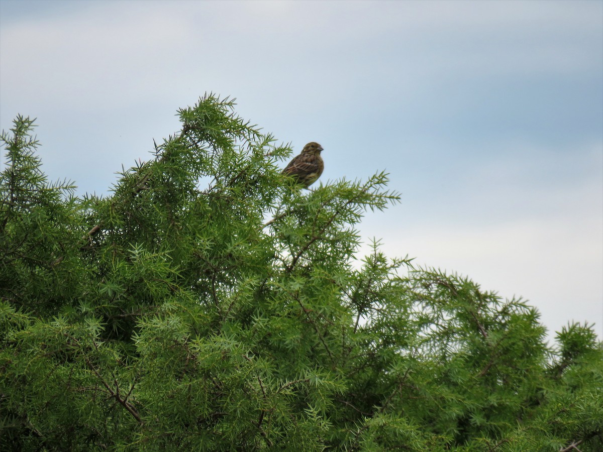 Cirl Bunting - ML492079361