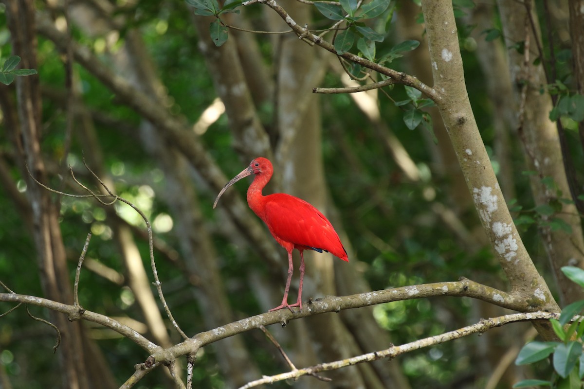 Scarlet Ibis - Knut Hansen