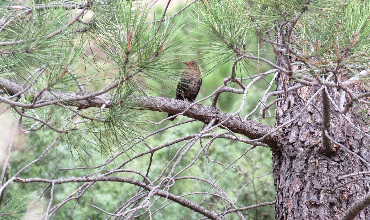 Eurasian Blackbird - ML492080671