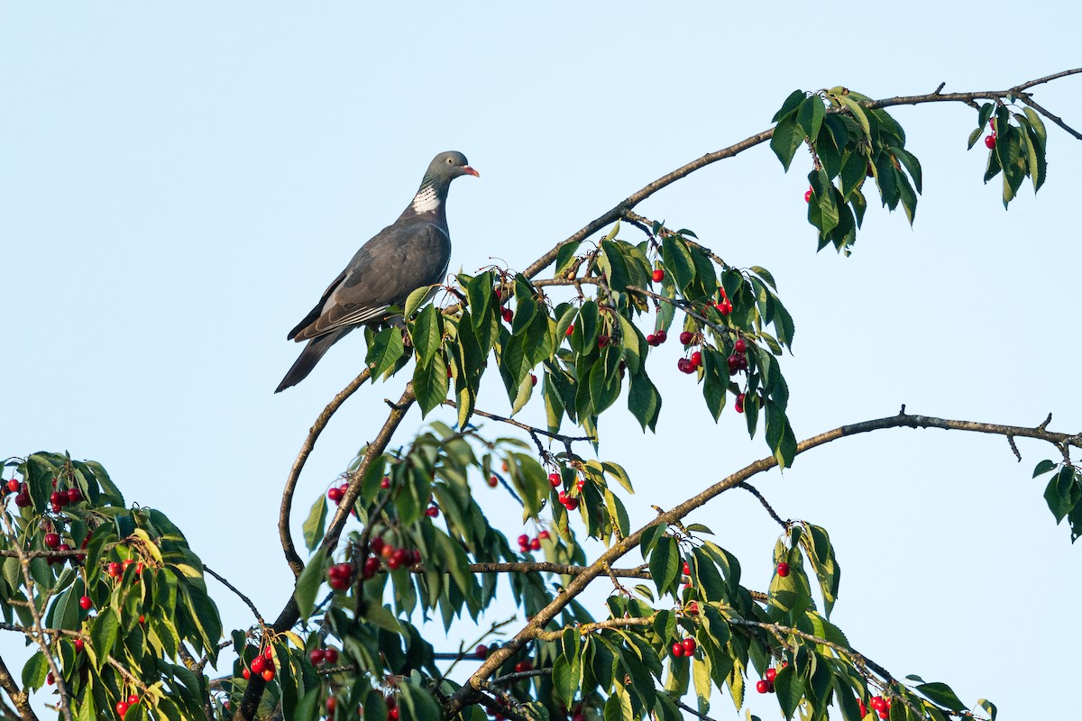 Common Wood-Pigeon (White-necked) - ML492081461