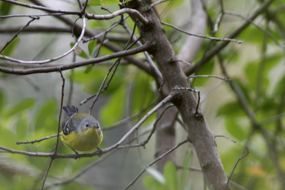 Magnolia Warbler - ML492081651