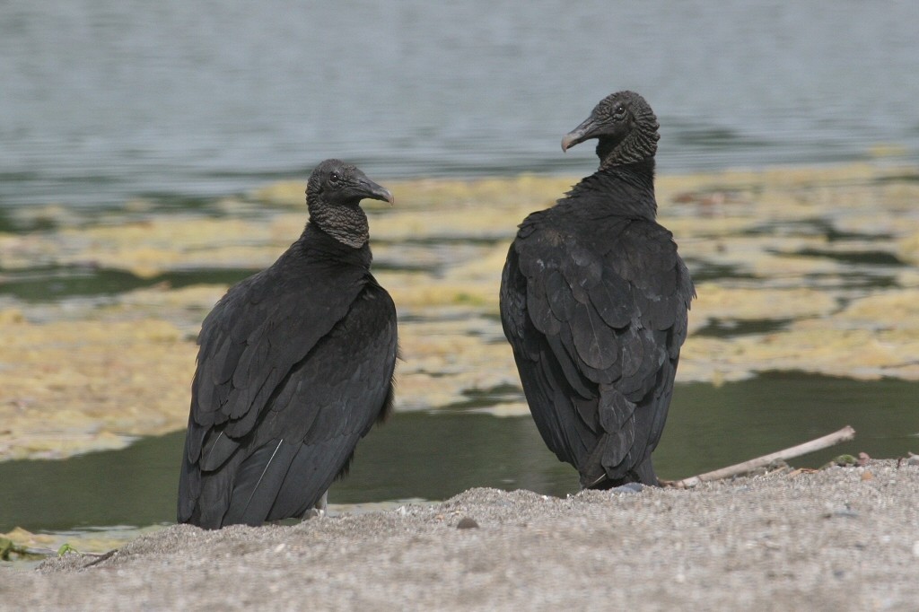 Black Vulture - William Hull