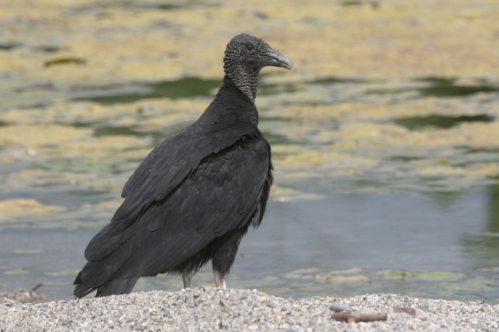 Black Vulture - William Hull