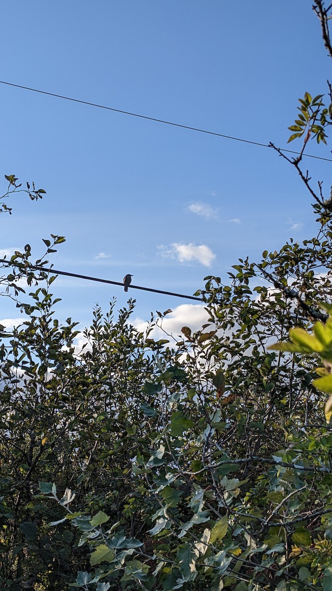 Black-billed Cuckoo - Heather Haughn