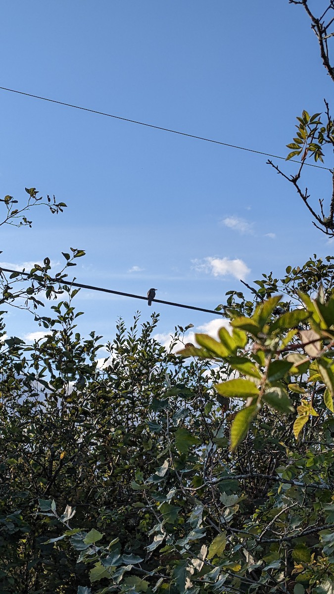 Black-billed Cuckoo - Heather Haughn