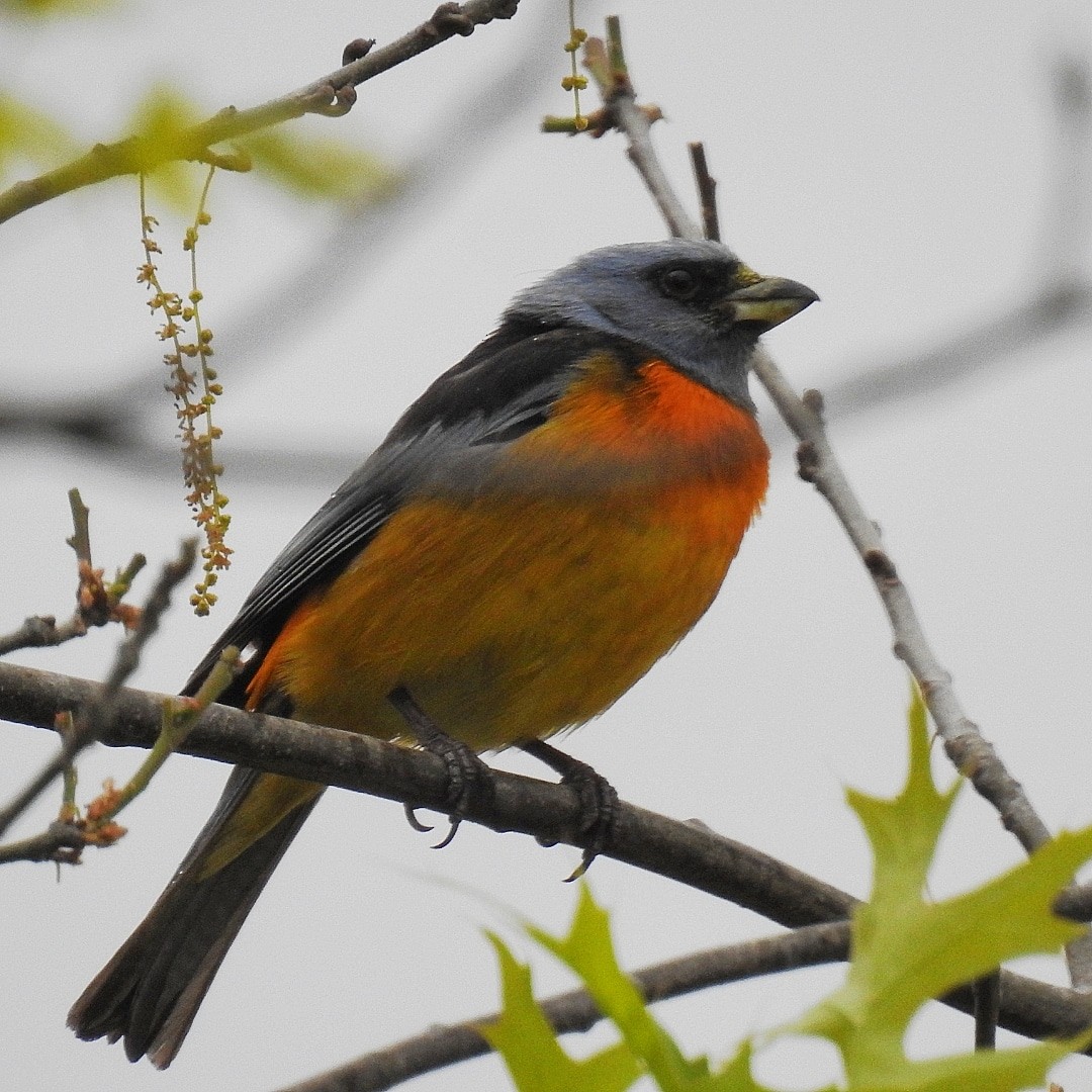 Blue-and-yellow Tanager - ML492082761