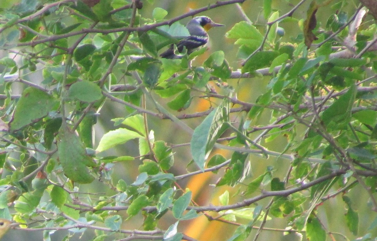 Yellow-throated Warbler - ML492083711
