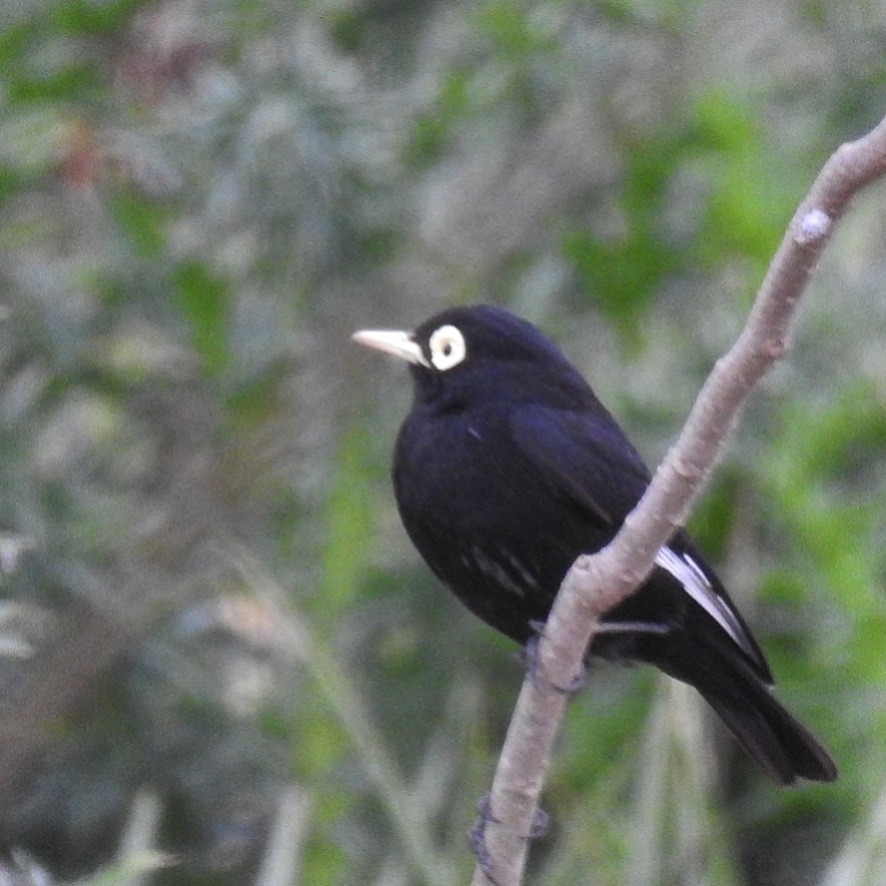 Spectacled Tyrant - Wilma Techera