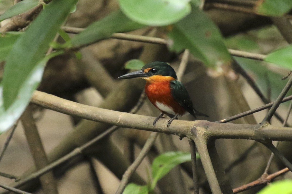 American Pygmy Kingfisher - Knut Hansen