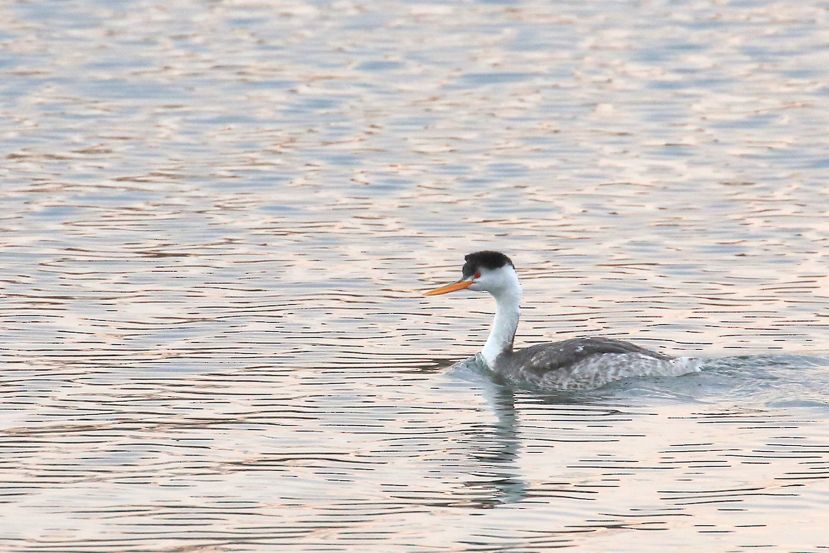 Clark's Grebe - Tim Lenz