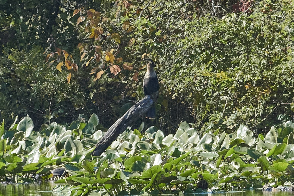 Anhinga - ML492086831