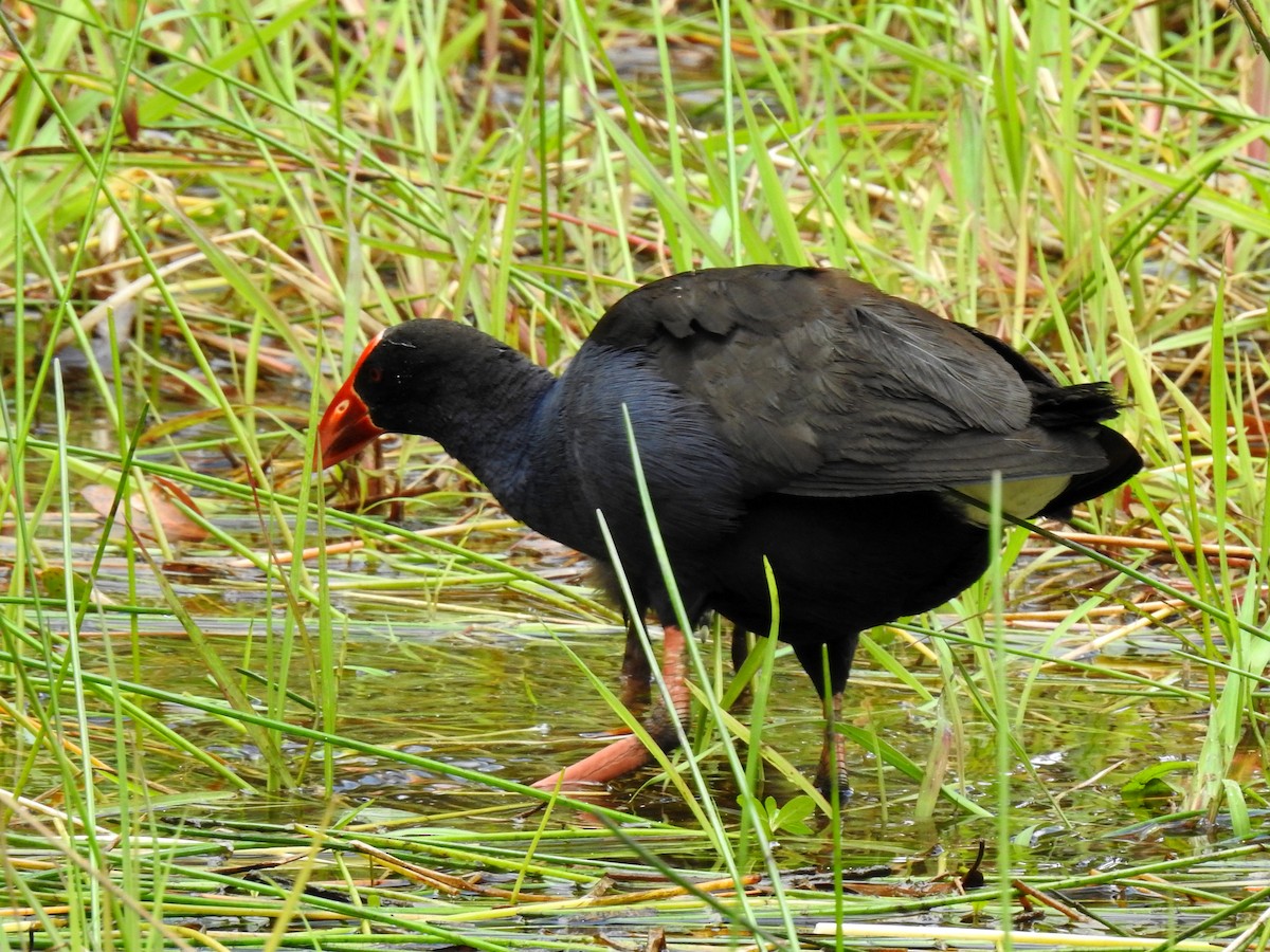 Australasian Swamphen - Jeff Curnick